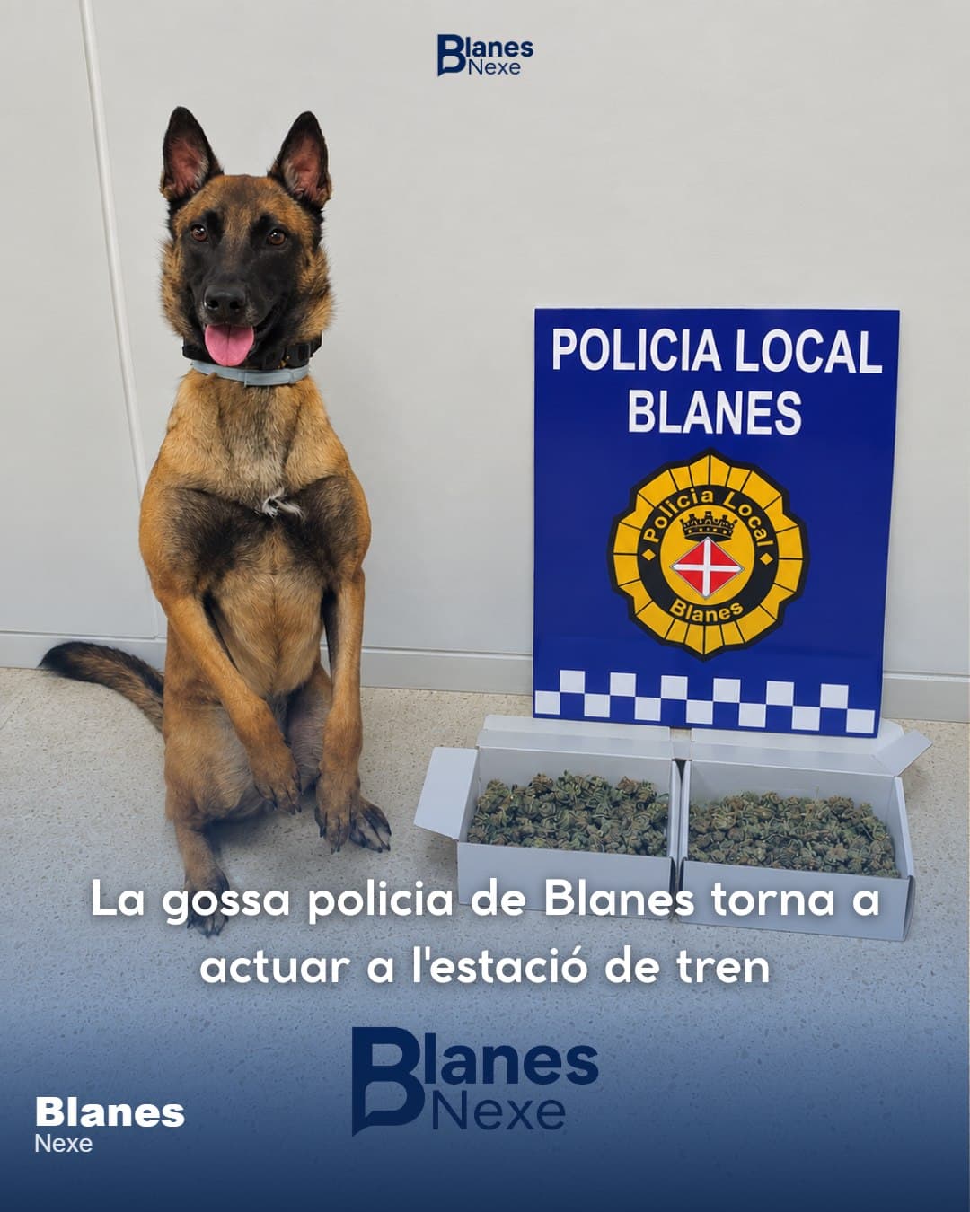 La gossa Liwa, de la Unitat K-9 de Blanes, suma la seva tercera detenció en quinze dies amb un comís de marihuana a l'estació de tren